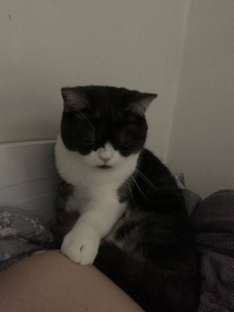 우리집 고양이 자는 모습 | 인스티즈