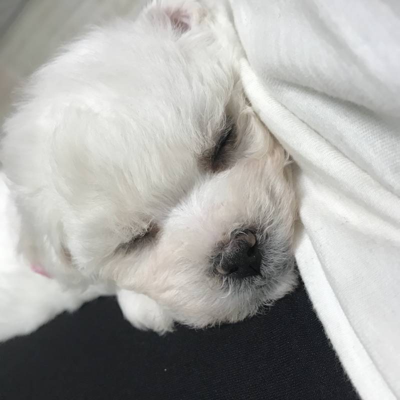 비숑 애기 이름 지어주라 ㅠㅠㅠㅠㅠ | 인스티즈