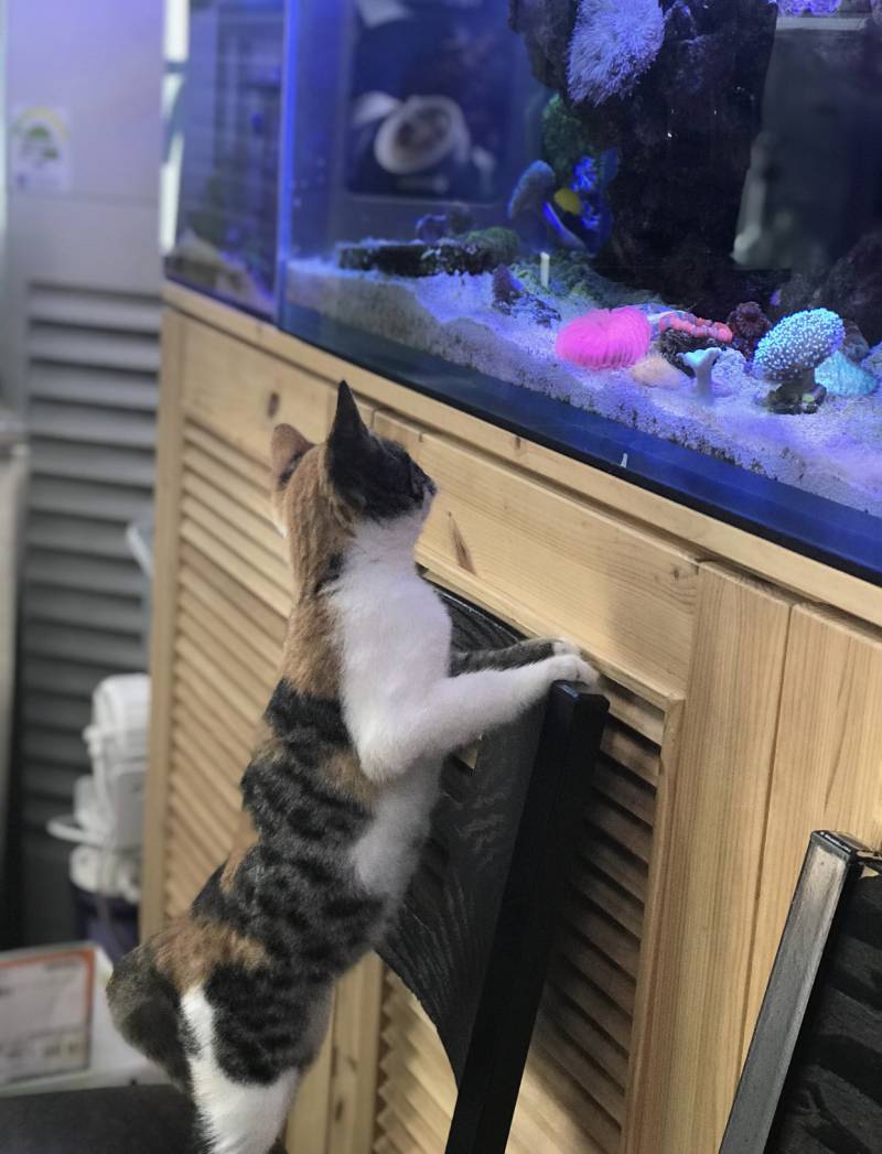 저번에 애기고양이 사진 올린적 있는데 이 애기가 벌써 이만큼 컸어!!!🐱🐱 | 인스티즈