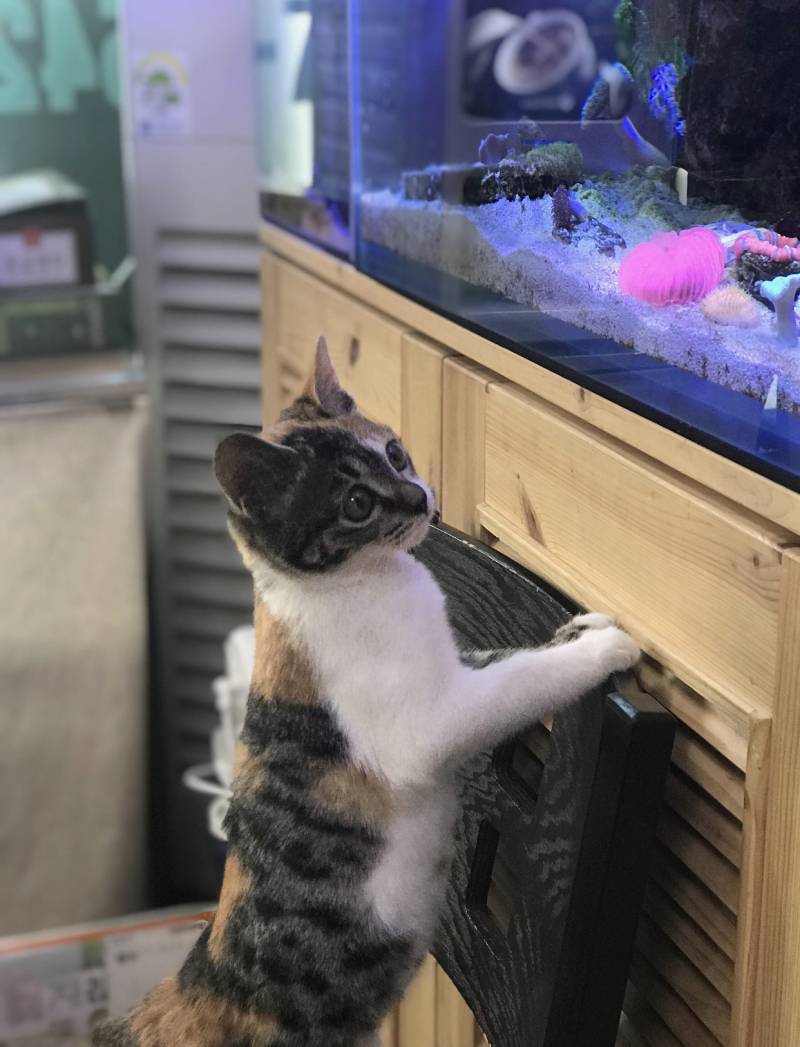 저번에 애기고양이 사진 올린적 있는데 이 애기가 벌써 이만큼 컸어!!!🐱🐱 | 인스티즈