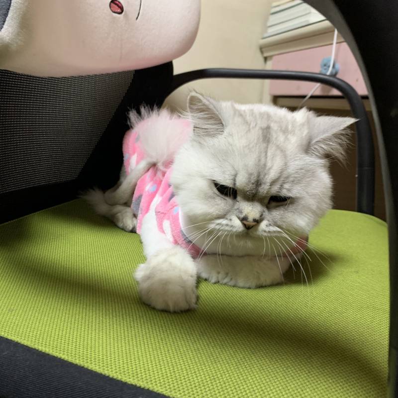 아니 나 의자에 앉아서 일해야 되는데 미치겠네 40 | 인스티즈