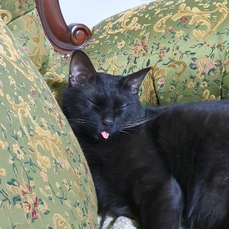 우리집 고앵이좀봐 ㅋㅋㅋ까매서 혀가 더 잘보여 ㅋㅋ | 인스티즈