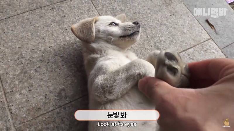 애니멀봐 이 강아지 알아? | 인스티즈