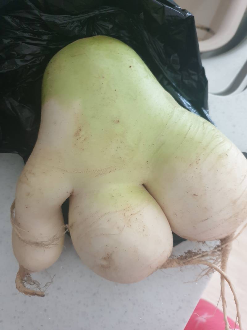 우리집 무 왜이래 | 인스티즈