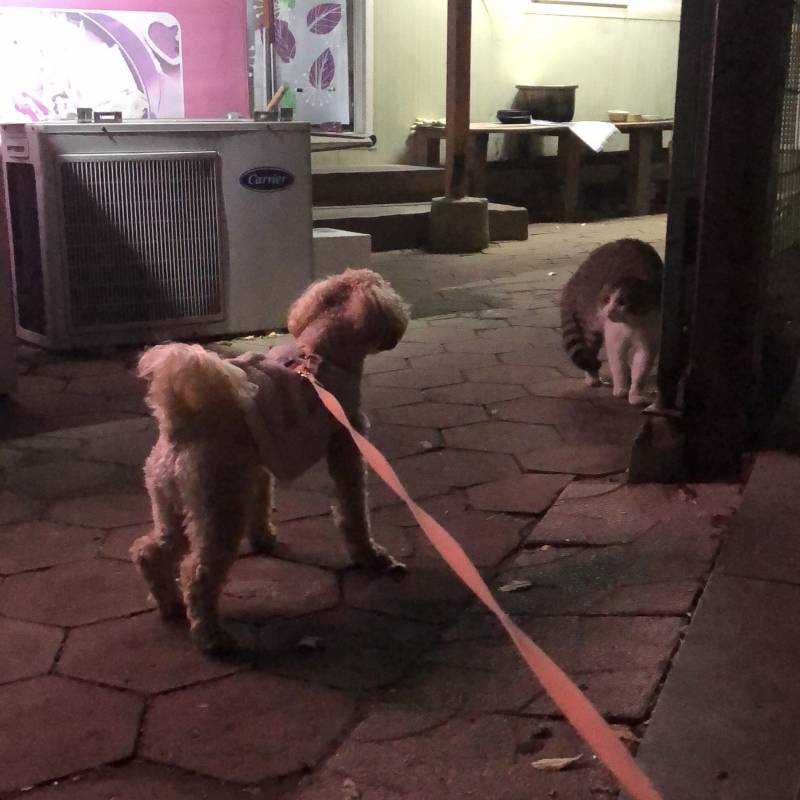 길에서 만난 강아지는 안좋아하는데 왜 고양이는 좋아하지 | 인스티즈