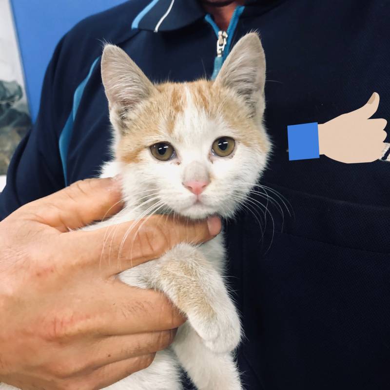 우리 고양이 코가 커다래! | 인스티즈