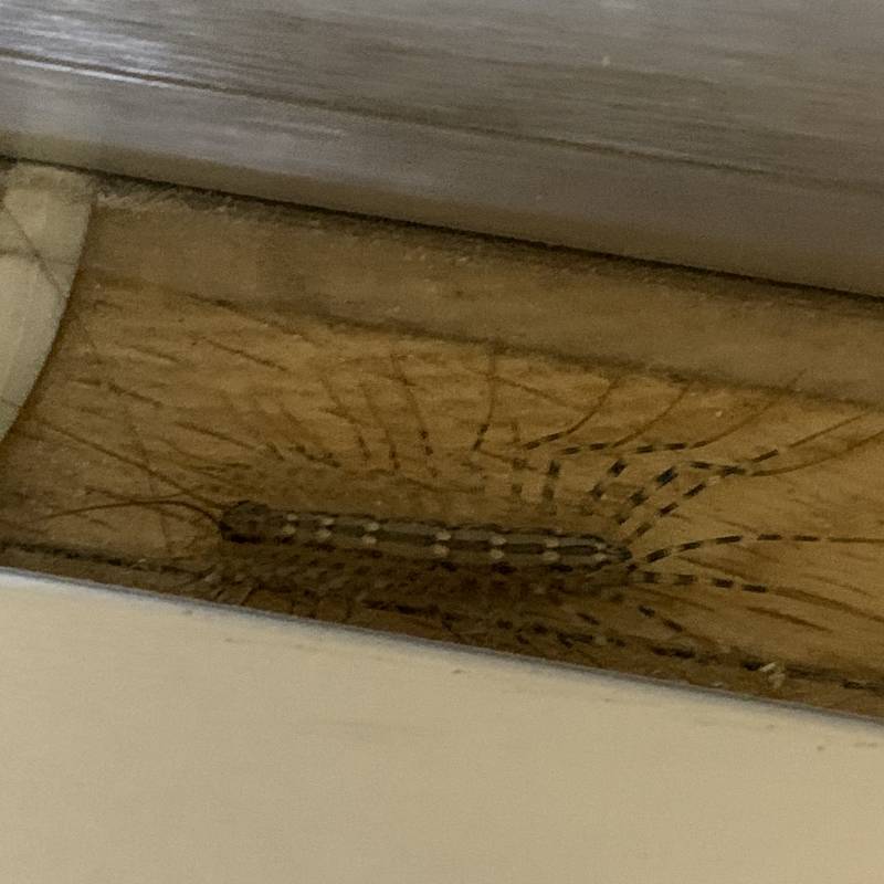 ⭕️ 혐오주의 진짜 징그러움주의 ⭕️ 이거 무슨 벌레야???? 진짜 식겁했어 ㅠㅠㅠㅠㅠㅠ 40 | 인스티즈