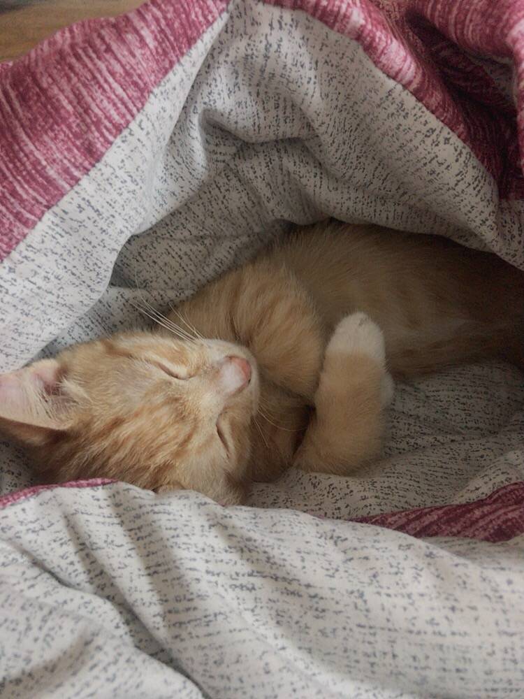 우리 고양이 오늘 100일이야!🎉 | 인스티즈