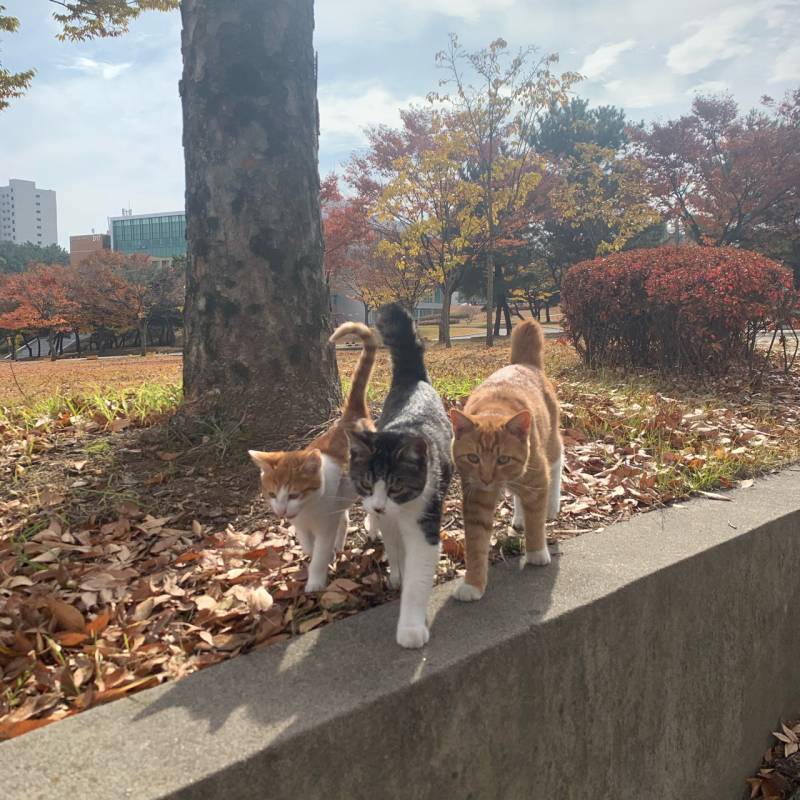 우리학교 고양이 귀여워 | 인스티즈