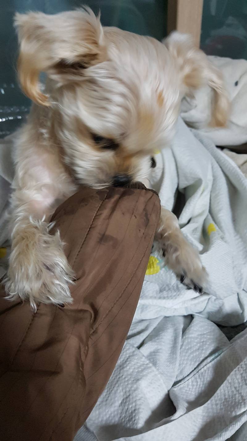 댕댕이의 폭력성 | 인스티즈