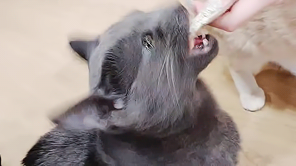 본진이 고양이계정 만들어주면 좋겠어 | 인스티즈