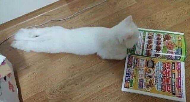 아니 김우석 고양이라는 거 이해가 안가네 | 인스티즈