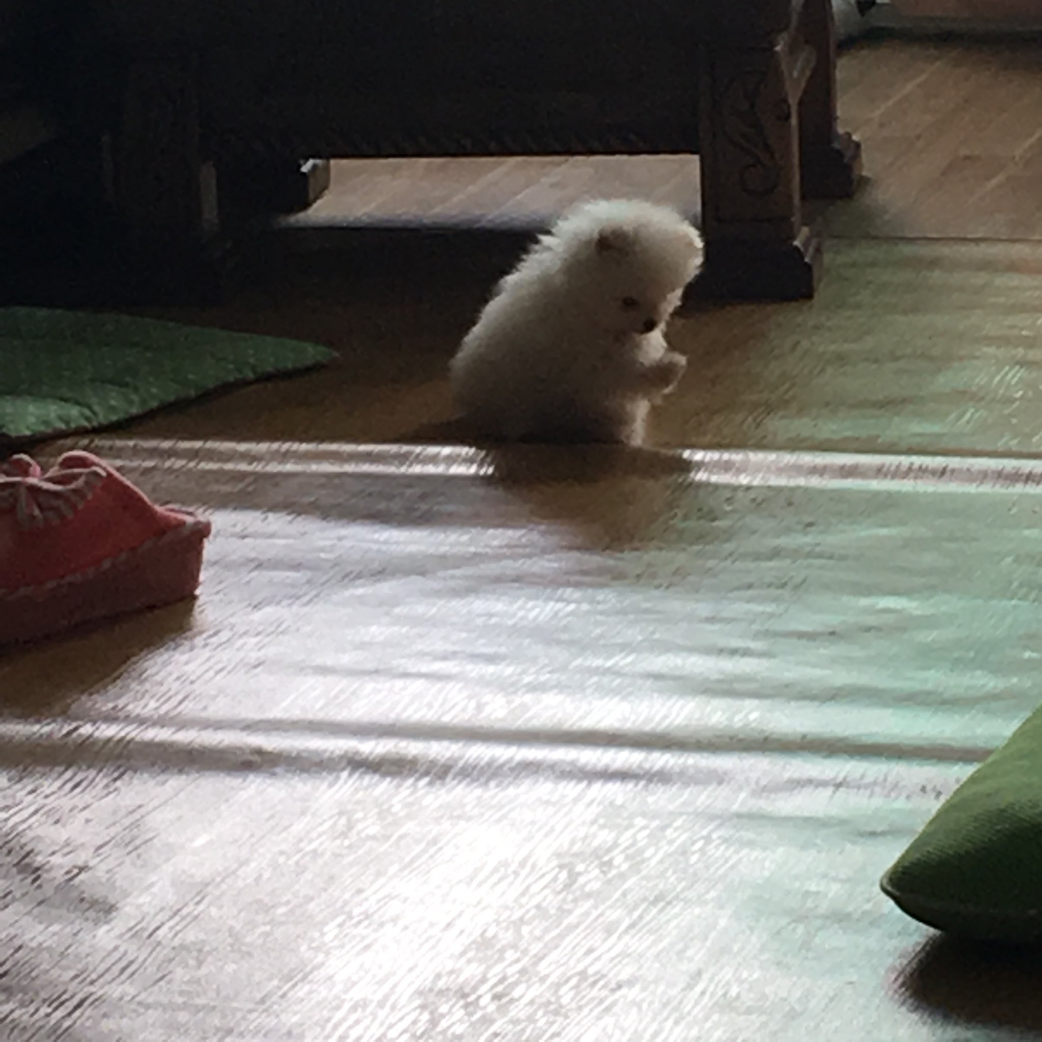 승민이 진짜 댕댕이 아닐리 없다고 | 인스티즈