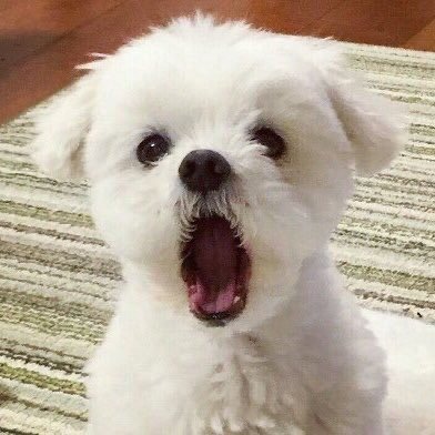 김우석 말티단 메이저각? | 인스티즈