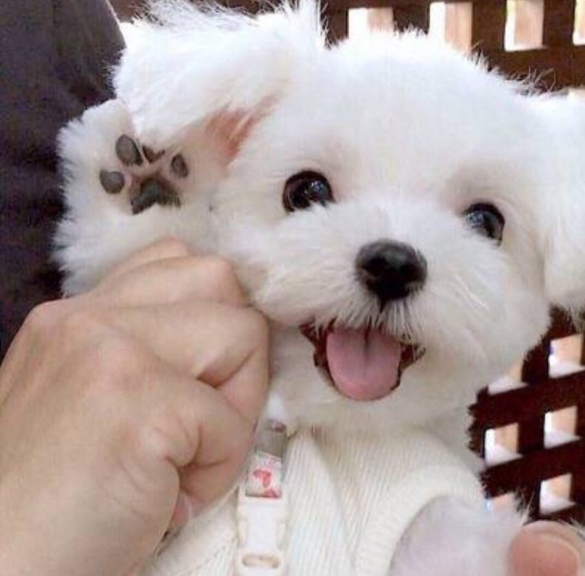 김우석 말티단 메이저각? | 인스티즈