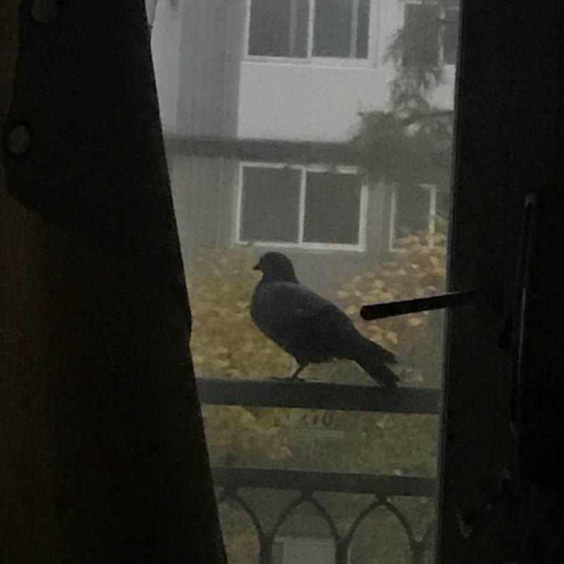 비 엄청 오는데 우리집 창문에 비둘기 앉아있음 40 | 인스티즈