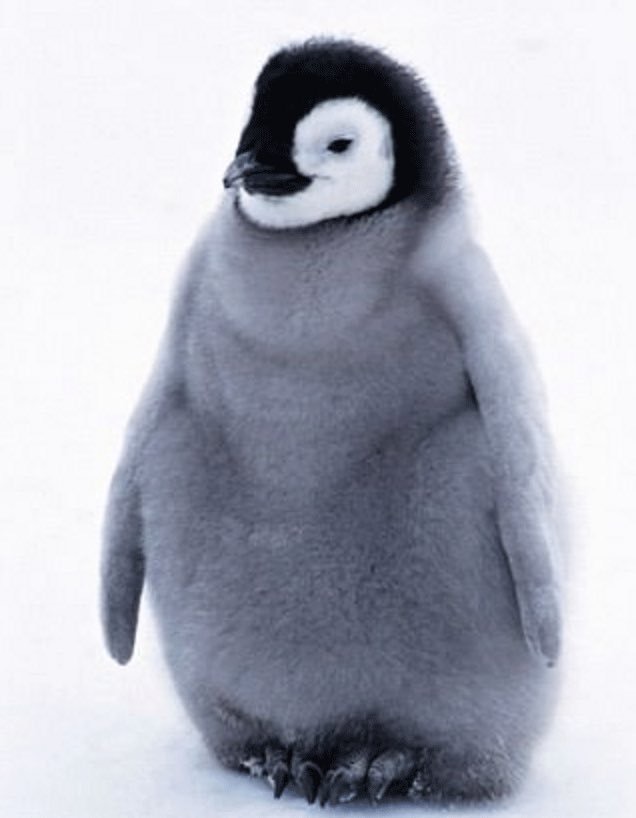 울 다원이 완전 아기펭귄 | 인스티즈