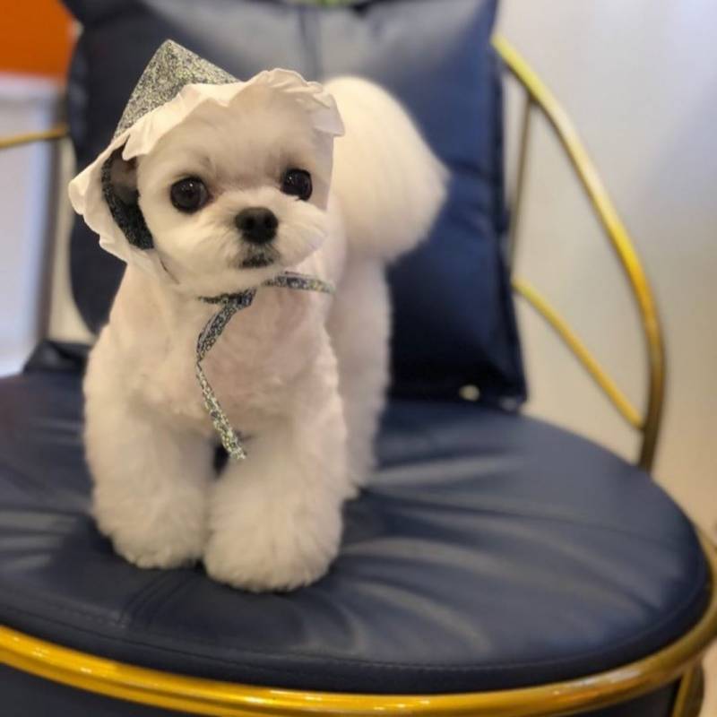 와 인스타에서 본 건데 슈주 이특 강아지ㅠㅠㅠㅠ이뻐 | 인스티즈