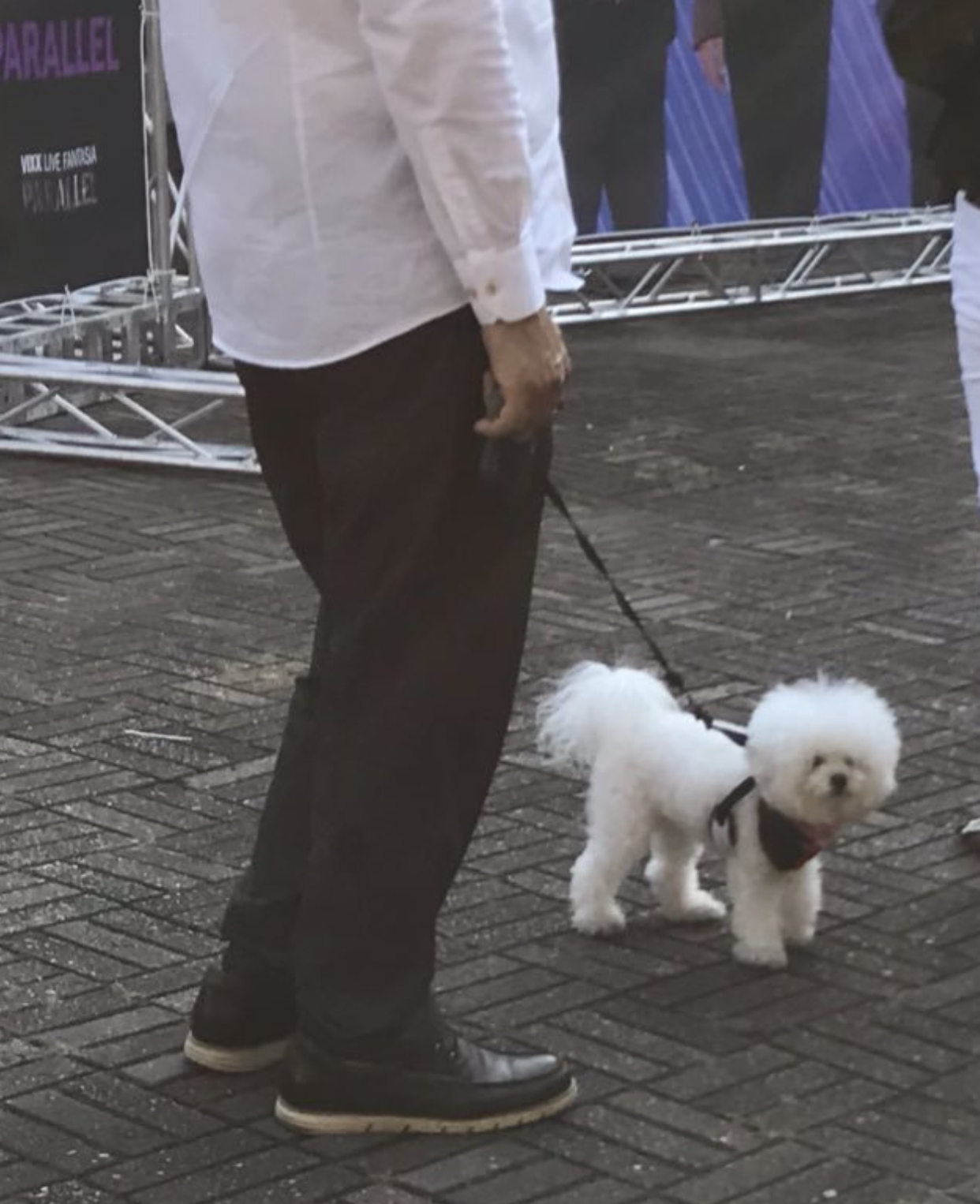 우리 콘서트에 모에화 아니고 진짜 강아지 왔었다 그냥 자랑하고 싶어 넘 기여워 | 인스티즈