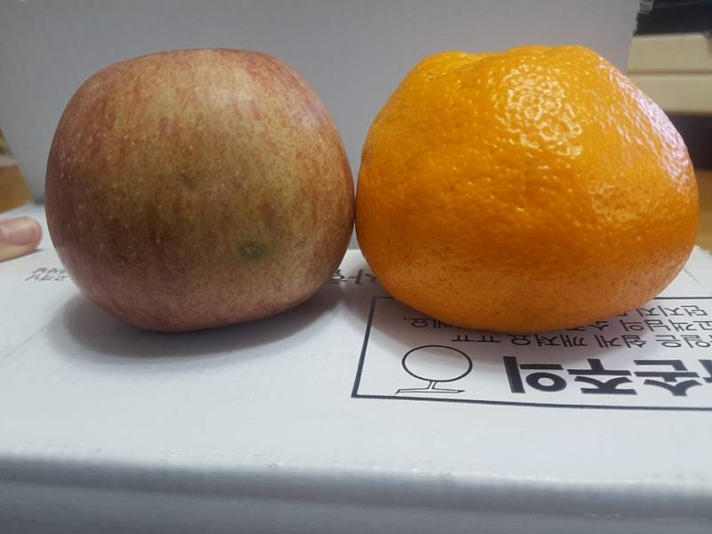 뭔 귤이 사과만해 | 인스티즈