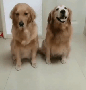 아이돌 그룹내에 비교적조용한애×끊임없이 치대는애 조합 있어??? | 인스티즈