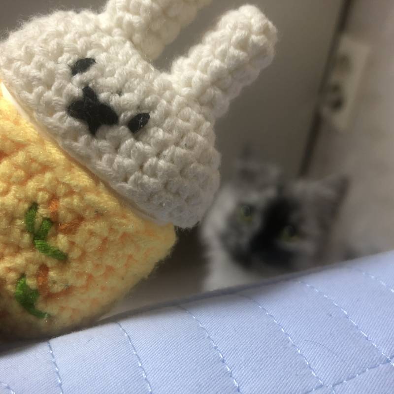 우리집에 고양이랑 토끼랑 같이키우는데 대박임 40 | 인스티즈