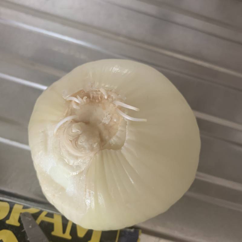 양파 이렇ㄱ 됐는데 먹으면 안돼? | 인스티즈