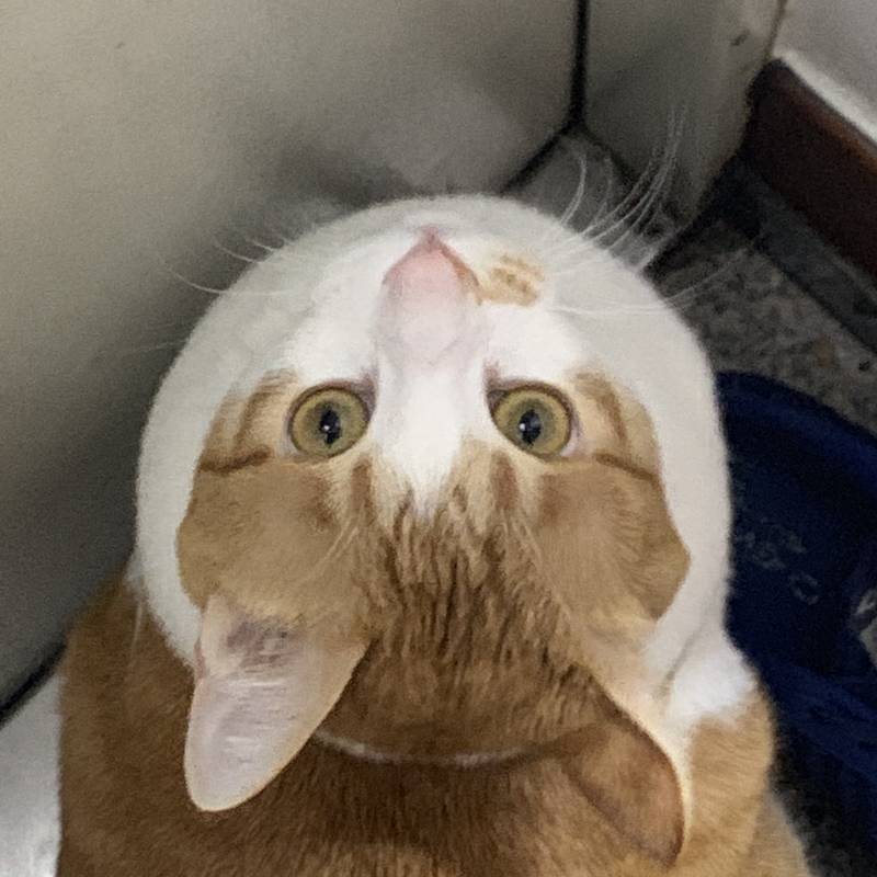 우리집 원수 사고쳣드.. | 인스티즈