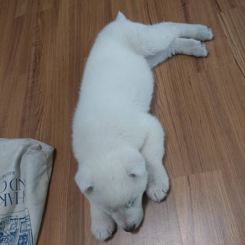 괜히 보고싶어서 올리는 우리애기❤ | 인스티즈