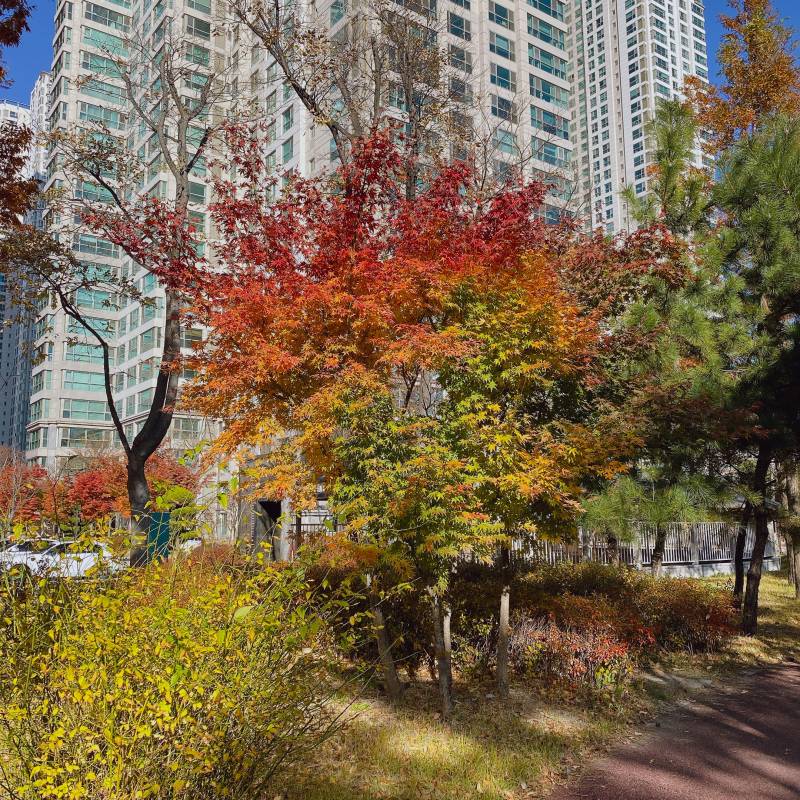 우리 아파트 나무 좀 봐조라 신기행 40 | 인스티즈