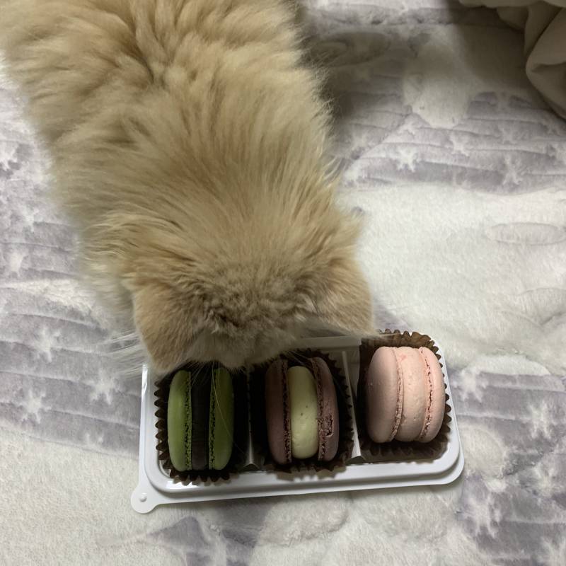 나도 먹었다 씨유 마카롱!!!! | 인스티즈