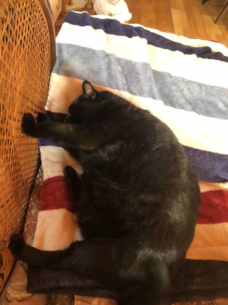 우리집 돼지도 봐줭ㅠㅠ | 인스티즈