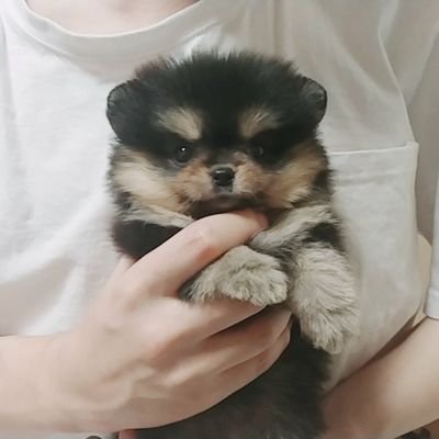 이거 누구강아지야 여기서주웠는데 누구강아지였는지 기억이안나 | 인스티즈