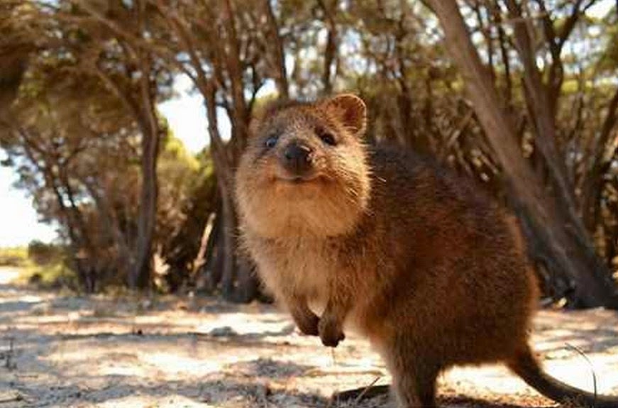 방탄 김석진 햄찌라고 하는 사람들 이해 안 됨 | 인스티즈