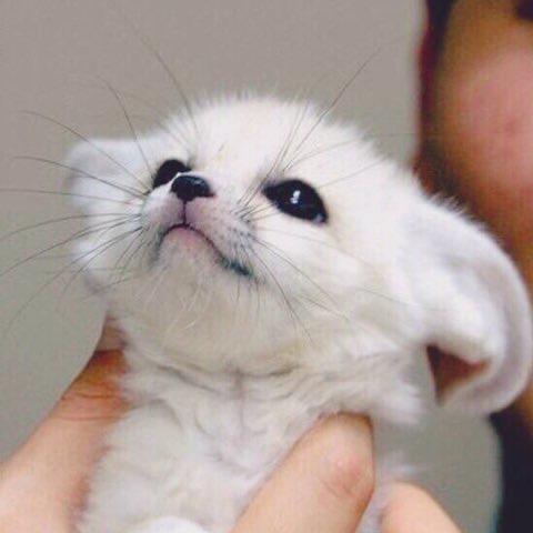 와 진짜 사막여우랑 똑같이 생겼어 | 인스티즈