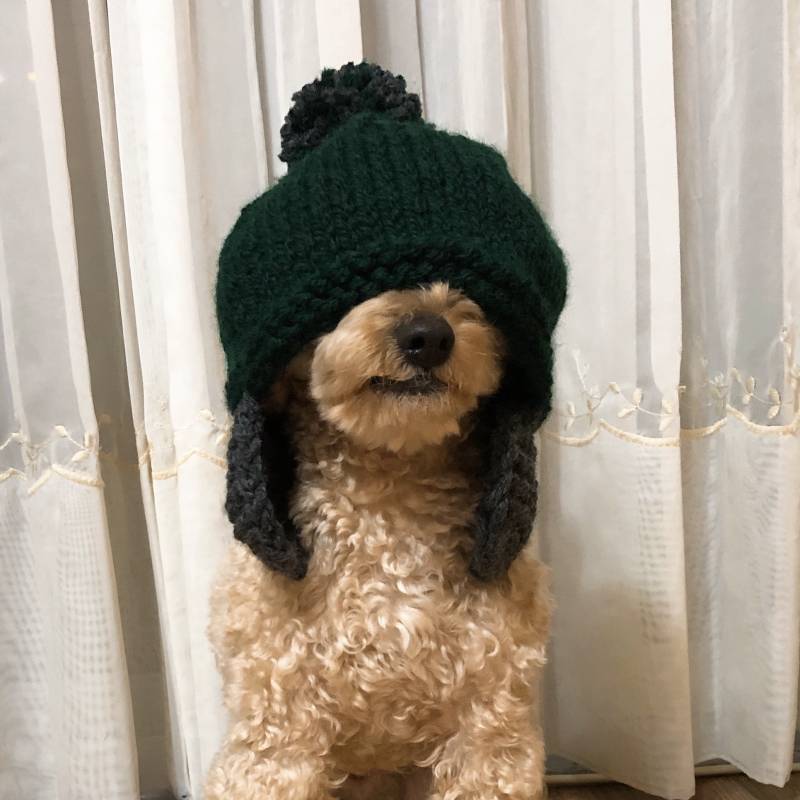 댕댕이 눈 가리면 고장나 | 인스티즈