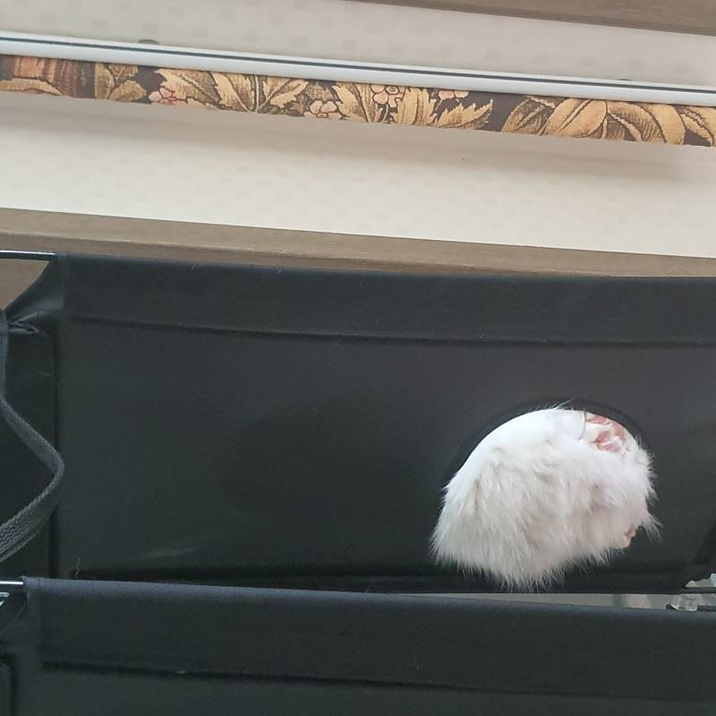 우리집 고양이 배때기 | 인스티즈