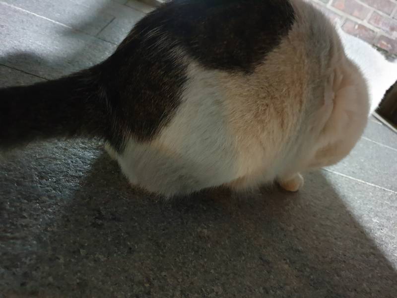 고앵이 이자세는 뭐야?? | 인스티즈