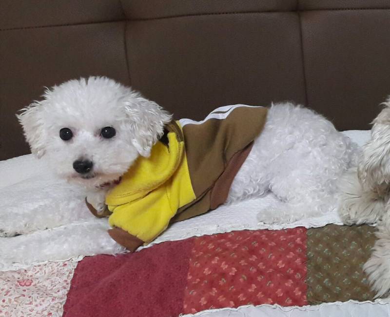 우리집 강아지 이거 크롭티같아 40 | 인스티즈