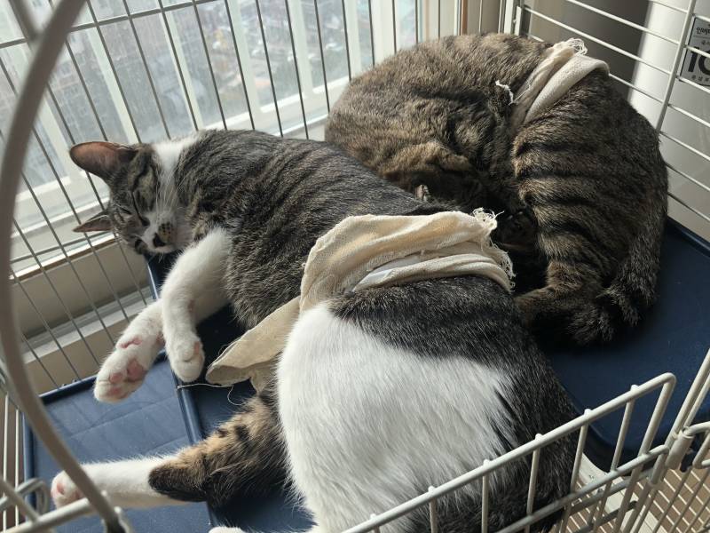 우리야옹이들 잘잔다😴 | 인스티즈