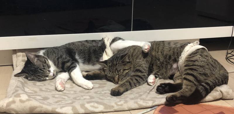 우리야옹이들 잘잔다😴 | 인스티즈