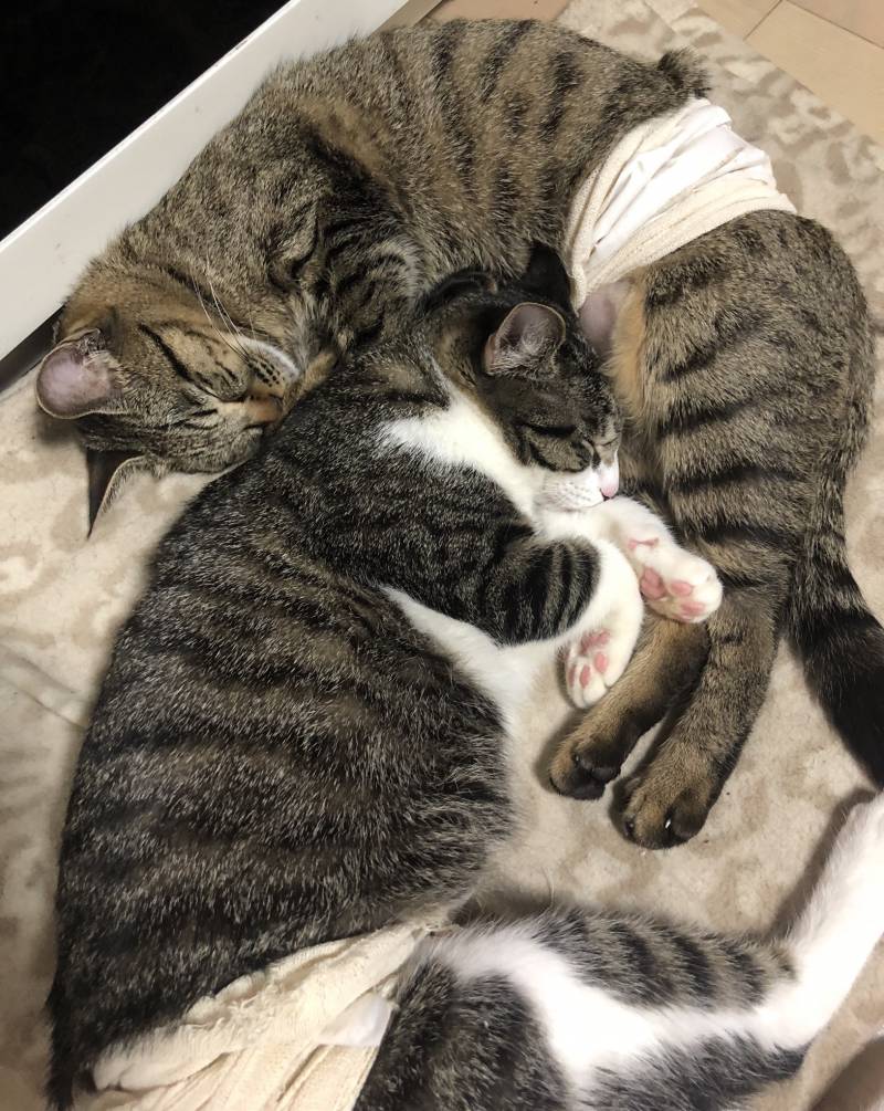 우리야옹이들 잘잔다😴 | 인스티즈