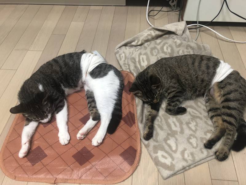 우리야옹이들 잘잔다😴 | 인스티즈