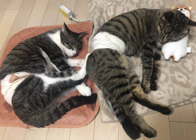 우리야옹이들 잘잔다😴 | 인스티즈