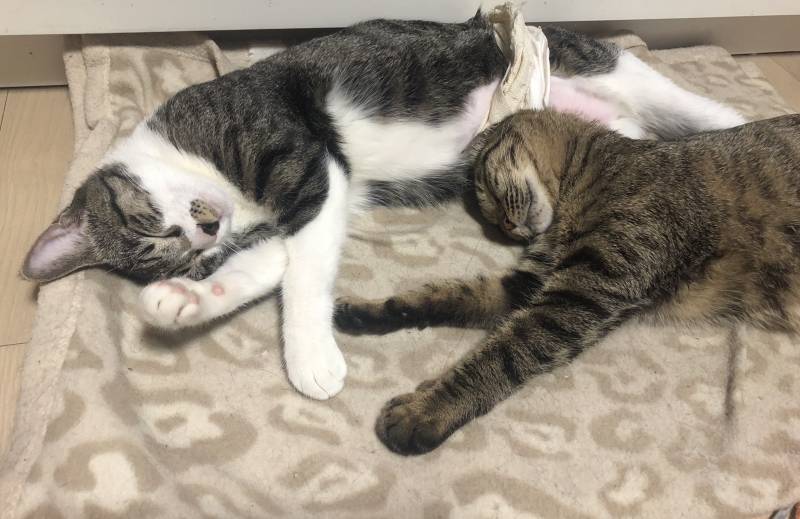 우리야옹이들 잘잔다😴 | 인스티즈