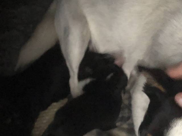 시골 똥강아지 이름 지어주소 | 인스티즈