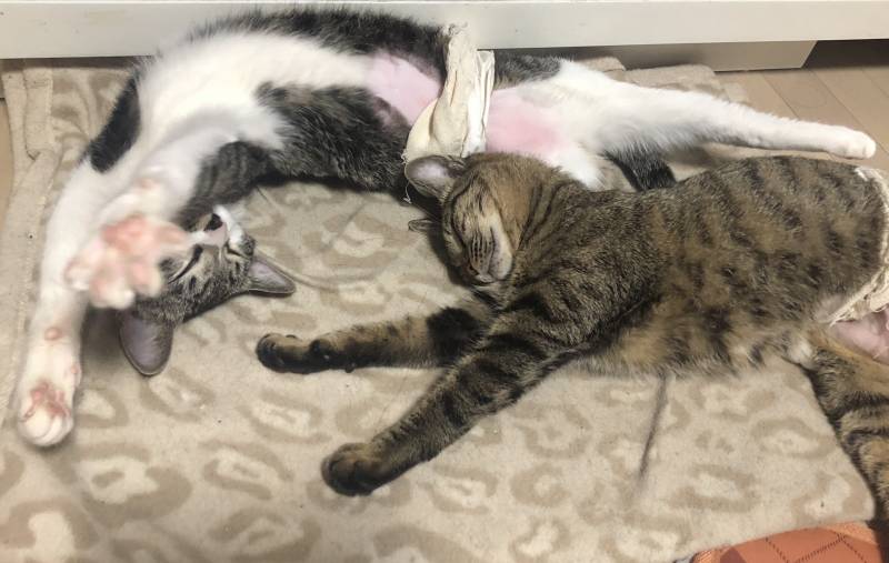 우리야옹이들 잘잔다😴 | 인스티즈