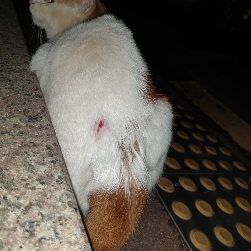 집앞에 사는 길고양이 누가 다치게한거같아.. | 인스티즈