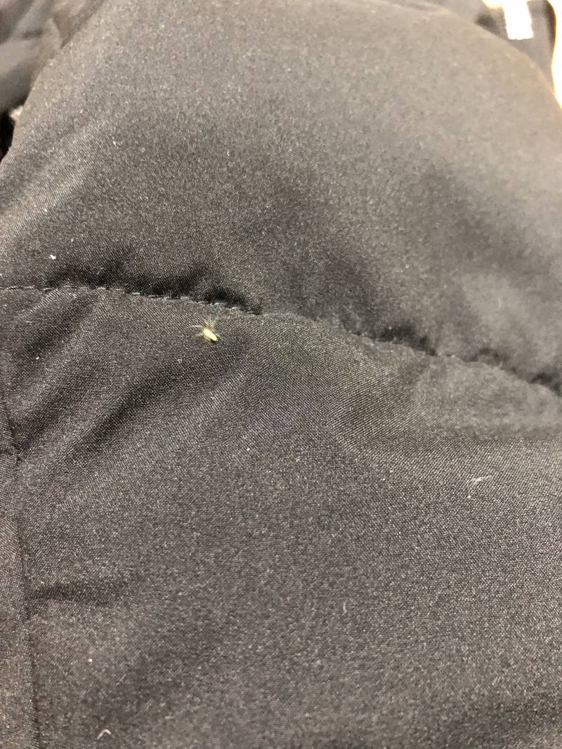 이게 무슨 벌레 일까?(ㅎㅇㅈㅇ) | 인스티즈