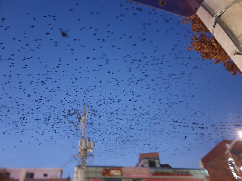 수원에만 까마귀 많음..? | 인스티즈
